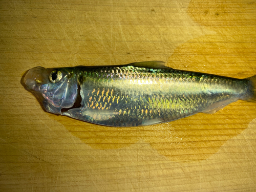 サッパの釣果