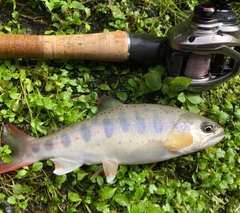 アマゴの釣果