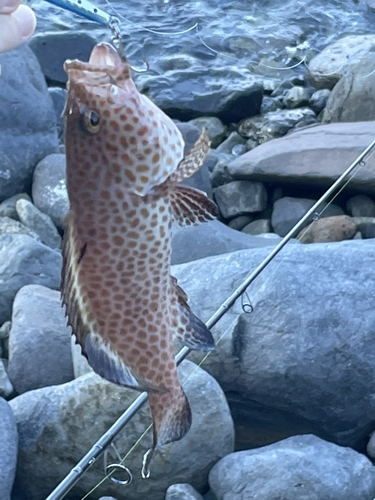 オオモンハタの釣果