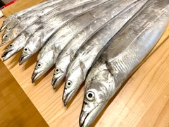 タチウオの釣果