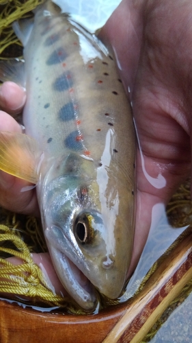 アマゴの釣果