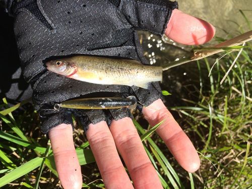 アブラハヤの釣果