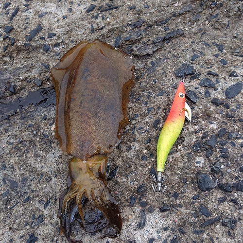 アオリイカの釣果