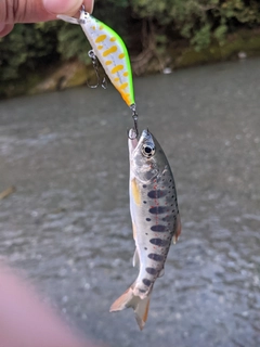 アマゴの釣果