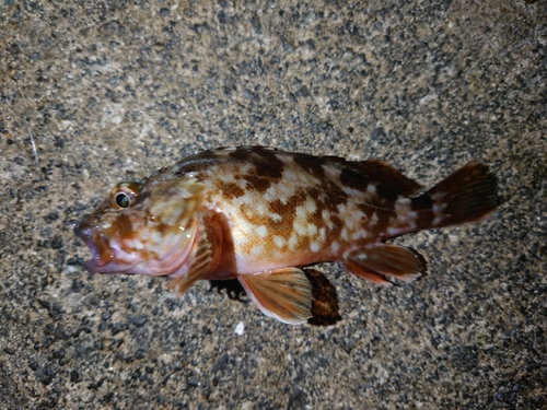 カサゴの釣果