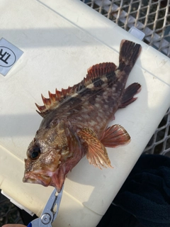 カサゴの釣果