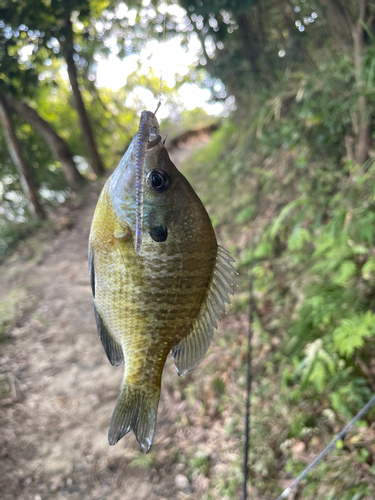 ブルーギルの釣果