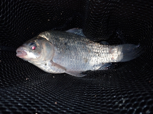 フナの釣果