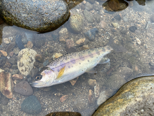 ニジマスの釣果