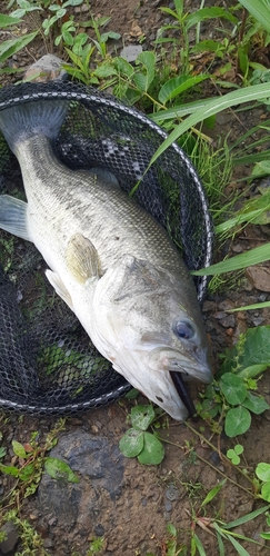 ブラックバスの釣果