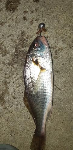 イシモチの釣果