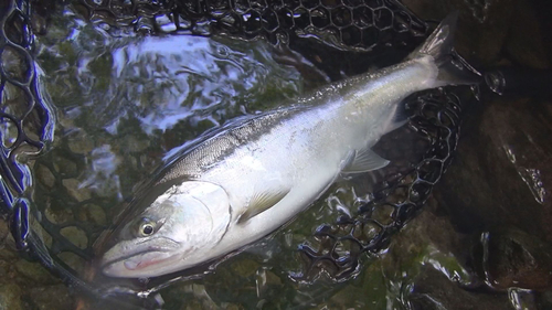 サクラマスの釣果