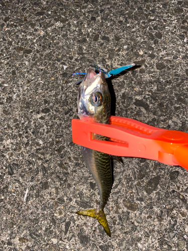 サバの釣果