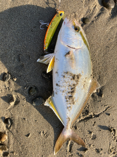 シオの釣果