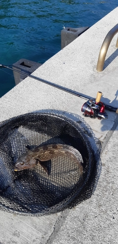 アイナメの釣果