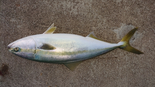 イナダの釣果