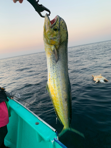 シイラの釣果