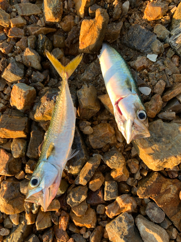 サバの釣果