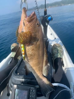 オオモンハタの釣果