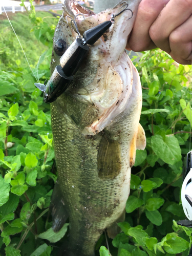 ブラックバスの釣果