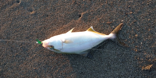 ネリゴの釣果