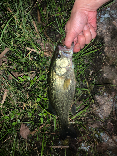 ラージマウスバスの釣果