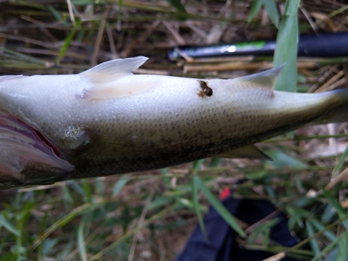 釣果