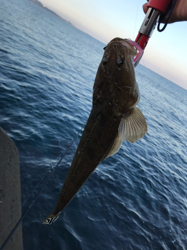 マゴチの釣果