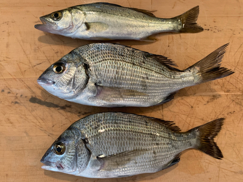 チヌの釣果