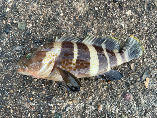 アオハタの釣果