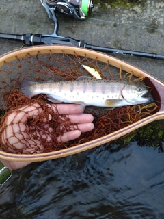 ヤマメの釣果