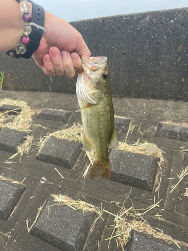 ラージマウスバスの釣果