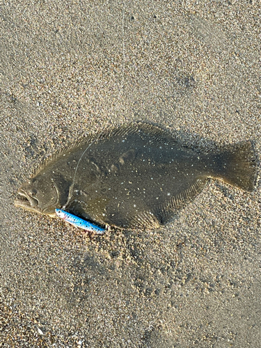 ソゲの釣果