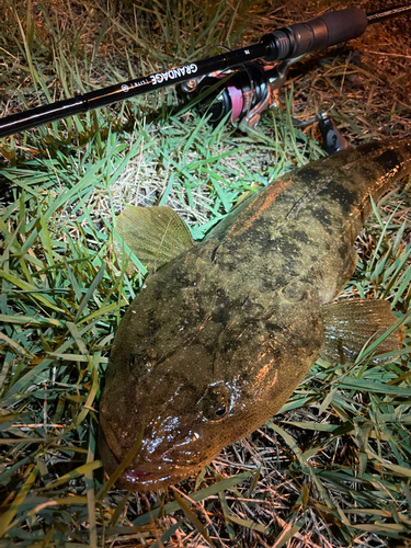 マゴチの釣果