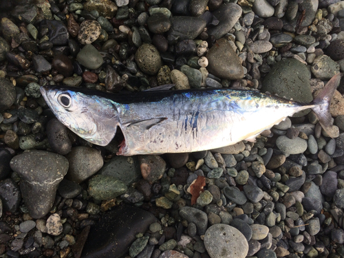 ソウダガツオの釣果