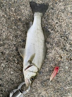セイゴ（マルスズキ）の釣果