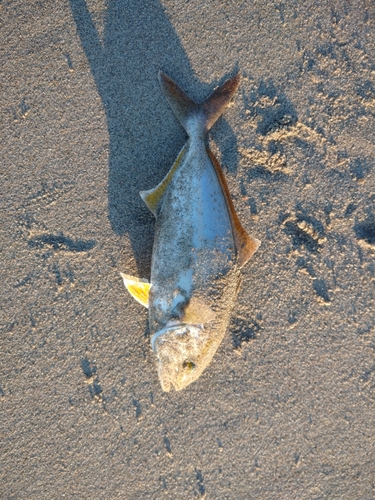 ショゴの釣果