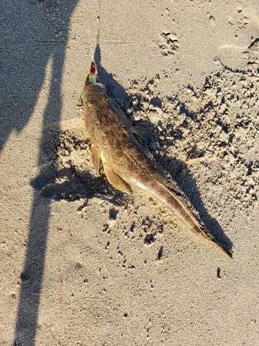 コチの釣果