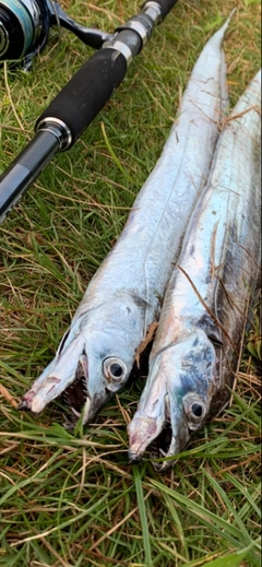 タチウオの釣果