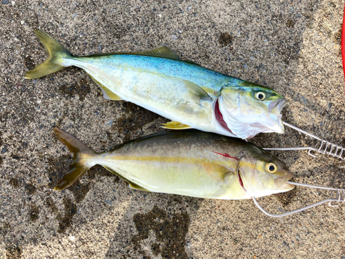 ショッコの釣果