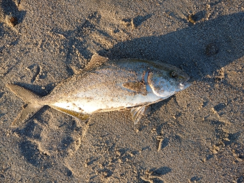 ショゴの釣果