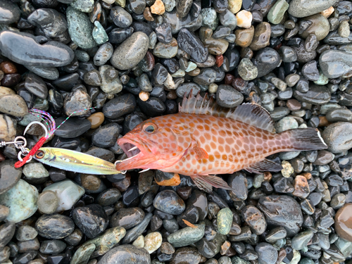 オオモンハタの釣果