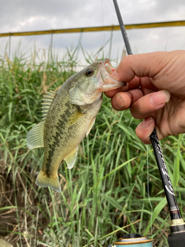 ラージマウスバスの釣果