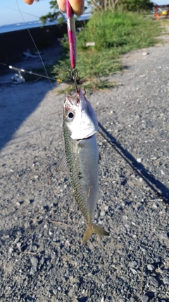 サバの釣果