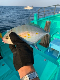 ナンヨウカイワリの釣果