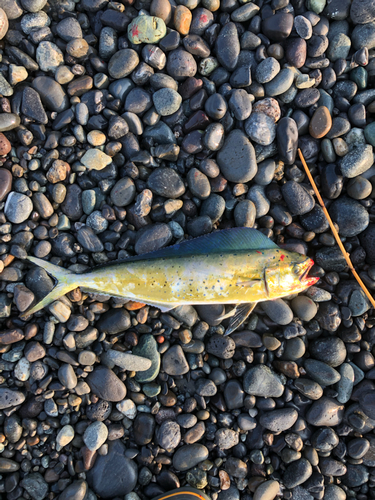 シイラの釣果