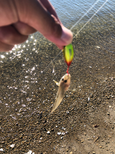 マハゼの釣果