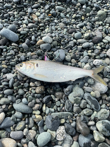 コノシロの釣果