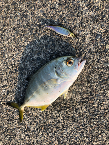 メッキの釣果