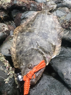 ヒラメの釣果